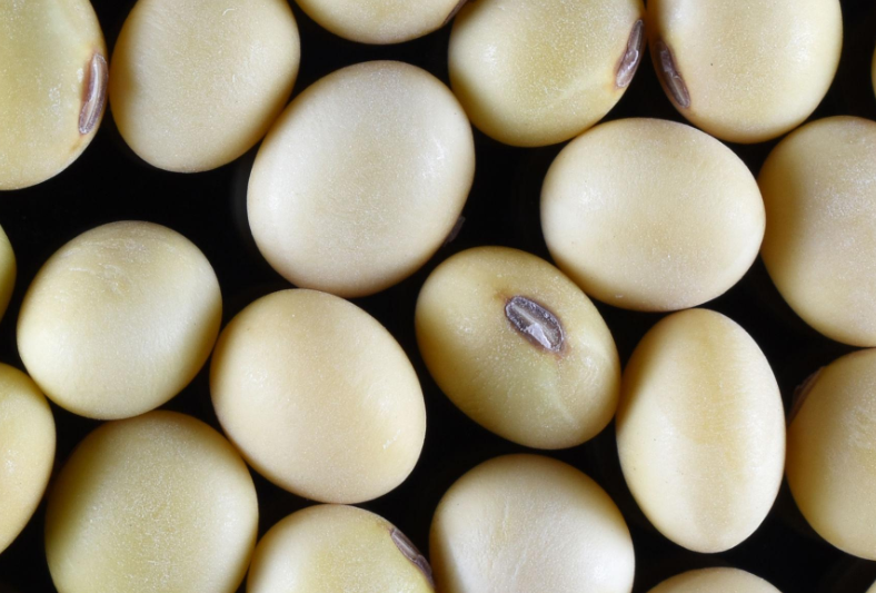 Premium Quality Soybeans for Food, Feed & Industrial Processing