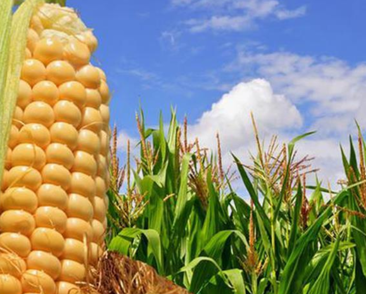 Premium Quality Maize for Food, Feed & Industrial Processing
