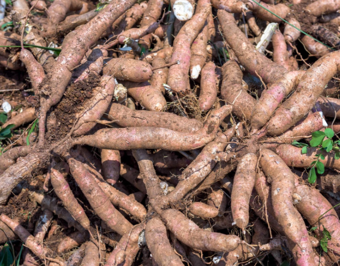 Premium Quality Cassava for Food, Feed & Industrial Processing