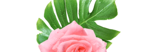 Molestiae id velit N